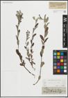 Foto von Salix repens L.